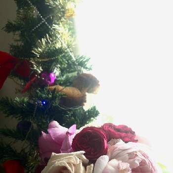 バラ　G.D.ルイーズの画像 by kazuさん | 部屋と浮世とプリンセスヴェールとクリスマスツリー♡とバラ　G.D.ルイーズと赤胆紅心