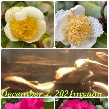 お茶の花の投稿画像一覧 Greensnap グリーンスナップ