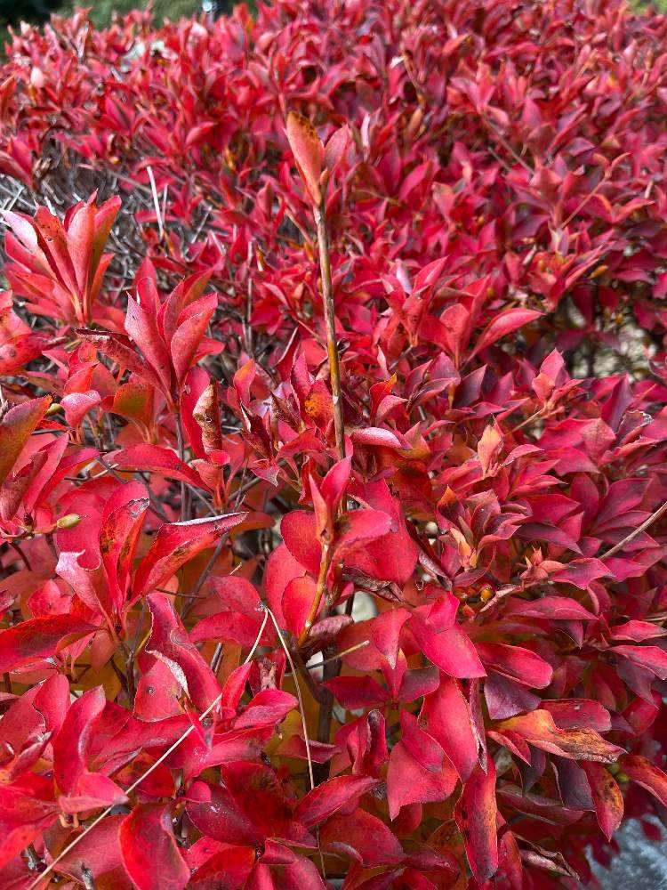 ドウダンツツジ(灯台躑躅・満天星)が真っ赤に紅葉❣️|🍀GreenSnap ドウダンツツジ(灯台躑躅・満天星)が真っ赤に紅葉❣️|🍀GreenSnap