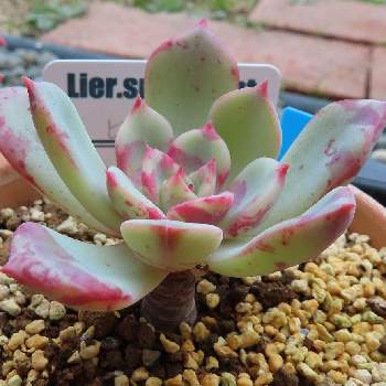 紅葉謎ベリア 葉挿しセット 抜き苗 多肉 Www Cuapactv Com