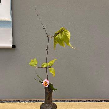 茶道の画像 by mimikomamaさん | 和室と西王母とロウバイと茶花と和の趣と茶道とピンクの花と床の間と季節の花と花のある暮らしと生け花