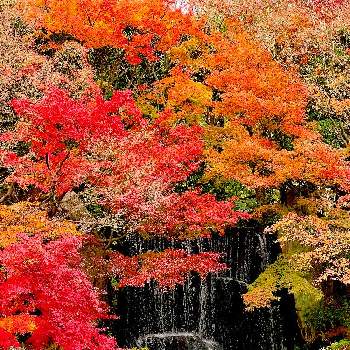 イロハモミジ。の画像 by ✨liqueur poirot✨ (ポアロ)さん | 紅葉（こうよう）とイロハモミジ。と真っ赤な火曜日と姫路好古園