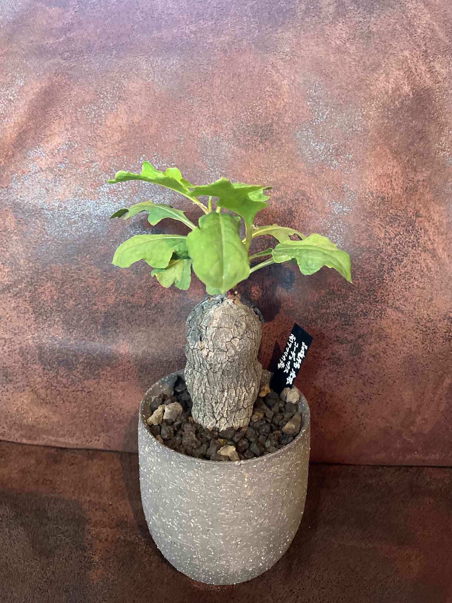 ジンゴロのアルバム|🍀GreenSnap(グリーンスナップ) ジンゴロのアルバム|🍀GreenSnap(グリーンスナップ)
