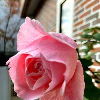 ピンクのバラ♬の画像 by ビビマロンさん | 小さな庭とバラとピンクのバラと熊本とピンクの花とピンクのバラ♡とピンク❤︎ピンクとピンクのバラ♬とピンクのお花とがんばろう熊本！とばら 薔薇 バラと水曜ローズショー