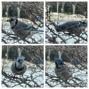 青い鳥の画像 by ブルーネストさん | 窓辺とマメザクラ(？)と青い鳥と冬支度と身近な自然と季節の終わりと庭のお客様とブルージェイ(鳥)と零下の世界