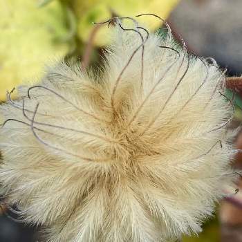 クレマチスの綿毛の画像 by midaiさん | 小さな庭とクレマチスの種(綿毛)とクレマチスの綿毛とおうち園芸と緑のある暮らしとガーデニングと花のある暮らし
