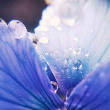 青い花と雫2021の画像 by mimozaさん | 小さな庭とビオラとマクロで青い花を写そう！2021と水滴の水曜日と青い花と雫2021とチームブルーNo.117と雨粒と水曜日は水色と青い花で忘年会2021と青い花マニアとチーム・ブルーと雨粒シリーズ☆とmimozaの雨粒シリーズ