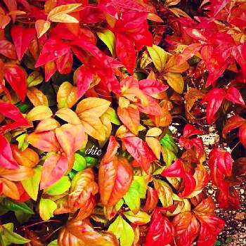 縁起が良いの画像 by ✴︎Ｃｈｉｅ✴︎さん | オタフクナンテンと植物で心を整えると常緑樹と山野草と美しい樹木と12月と赤い葉っぱと在来種と色んな色とお多福南天*とグランドカバーといい色♡と植物を愛でると植物の不思議と葉っぱlove♥と心が楽しくなるとメギ科ナンテン属と縁起が良いと紅葉（こうよう）とキラキラ✨と平和の祈り
