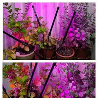 茉莉花,カランコエ　胡蝶の舞,植物育成LEDライト.,ライチ,茉莉花の画像