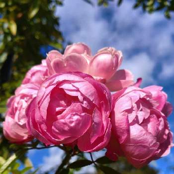 元気いっぱい♡の画像 by シェリーさん | お出かけ先とピンクワールドへようこそと素敵な１日とばら バラ 薔薇とピンク！ピンク！ピンク！とピンクの薔薇と水曜ローズショーと✨キラキラ✨とピンク❤︎ピンクと秋空とばら大好きといつも心に太陽をとバラ好きとはままつフラワーパークとピンクワールドへ ようこそと陽の光を浴びてとばら❤と元気いっぱい♡と薔薇♪とばら 薔薇 バラとピンクのばら