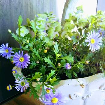 プラキカムの画像 by 紫陽花さん | 部屋とオレガノ  ケントビューティーとプラキカムと花のある風景と咲いてくれてありがとう❤と出会いに感謝♡と花のある暮らし