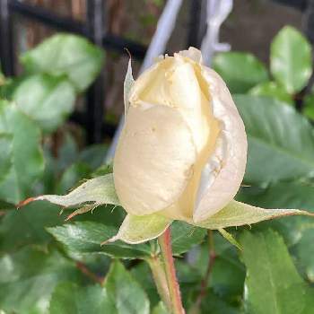 バラの蕾♡の画像 by manabeさん | お出かけ先とバラの蕾♡と白いバラとバラ科