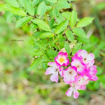 薔薇 バレリーナの画像 by nao70＊さん | 薔薇 バレリーナとピンクのお花と心がほっこりと可愛いなととっとり花回廊とお花は癒し
