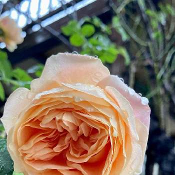 バラ ラ ドルチェ ヴィータの投稿画像一覧 Greensnap グリーンスナップ