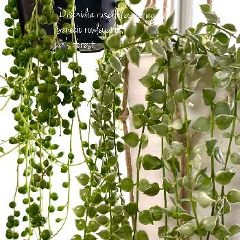 垂れ下がる植物の投稿画像一覧 Greensnap グリーンスナップ 垂れ下がる植物の投稿画像一覧 Greensnap グリーンスナップ