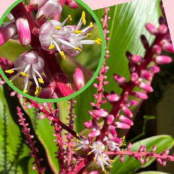 コルディリネ属の画像 by こっちゃんさん | 花のある暮らしと植物のある暮らしとキジカクシ科とコルディリネ属