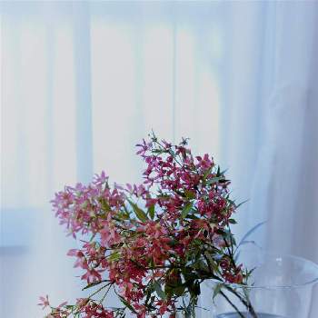 クリスマスブッシュの投稿画像一覧 Greensnap グリーンスナップ