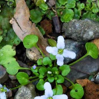 可愛い小さな花の画像 by sumiko87さん | 小さな庭とイオノプシスかもと花のある暮らしと可愛い小さな花と庭に生えていた