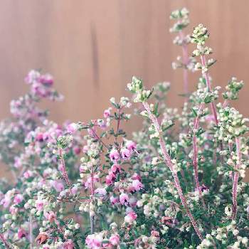 可愛いフリフリの画像 by グリーンさん | バルコニー/ベランダとアワユキエリカとお花のある生活と小花好きと可愛いフリフリとピンクの小花