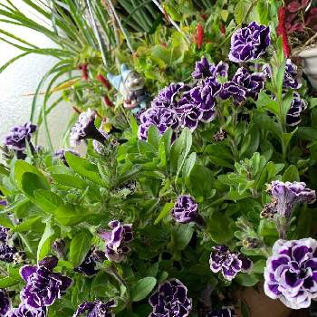 ペチュニア 花衣 藍染の投稿画像一覧 Greensnap グリーンスナップ