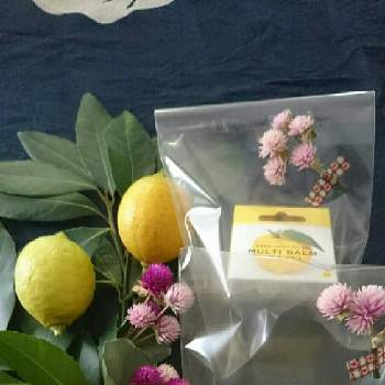 レモン　実の画像 by yasuchanさん | 季節を楽しむと植物のある暮らしと月桂樹✨と花のある暮らしとベランダ菜園とレモン　実