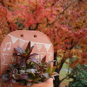 tukiさんの鉢の画像 by ハイビスカスさん | バルコニー/ベランダとtukiさんの鉢と好きな眺めと火祭り♡ともみじ紅葉と南側ベランダ