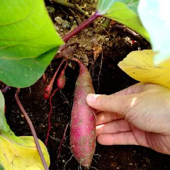  サツマイモの画像 by Skyblueさん | 小さな庭とさつまいもとさつまいもの葉っぱと サツマイモとおうちde菜園