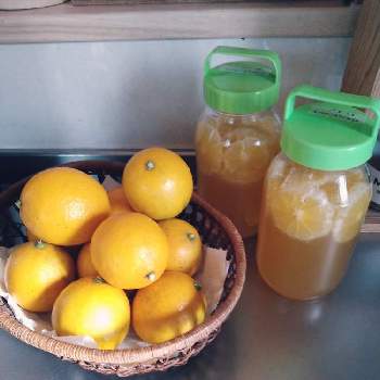 レモン　実の画像 by ドライフラワーさん | キッチンと柑橘類とレモンシロップとさわやかと宿根・多年草とハチミツレモンとレモン　実
