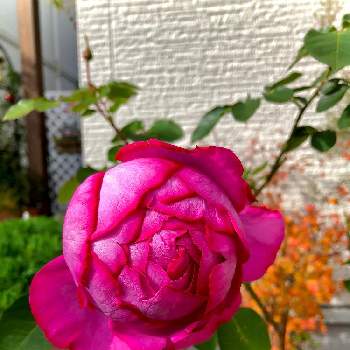 蕾が♡の画像 by hinamama ♡さん | 小さな庭と蕾が♡とイブ ピアッチェとばら バラ 薔薇