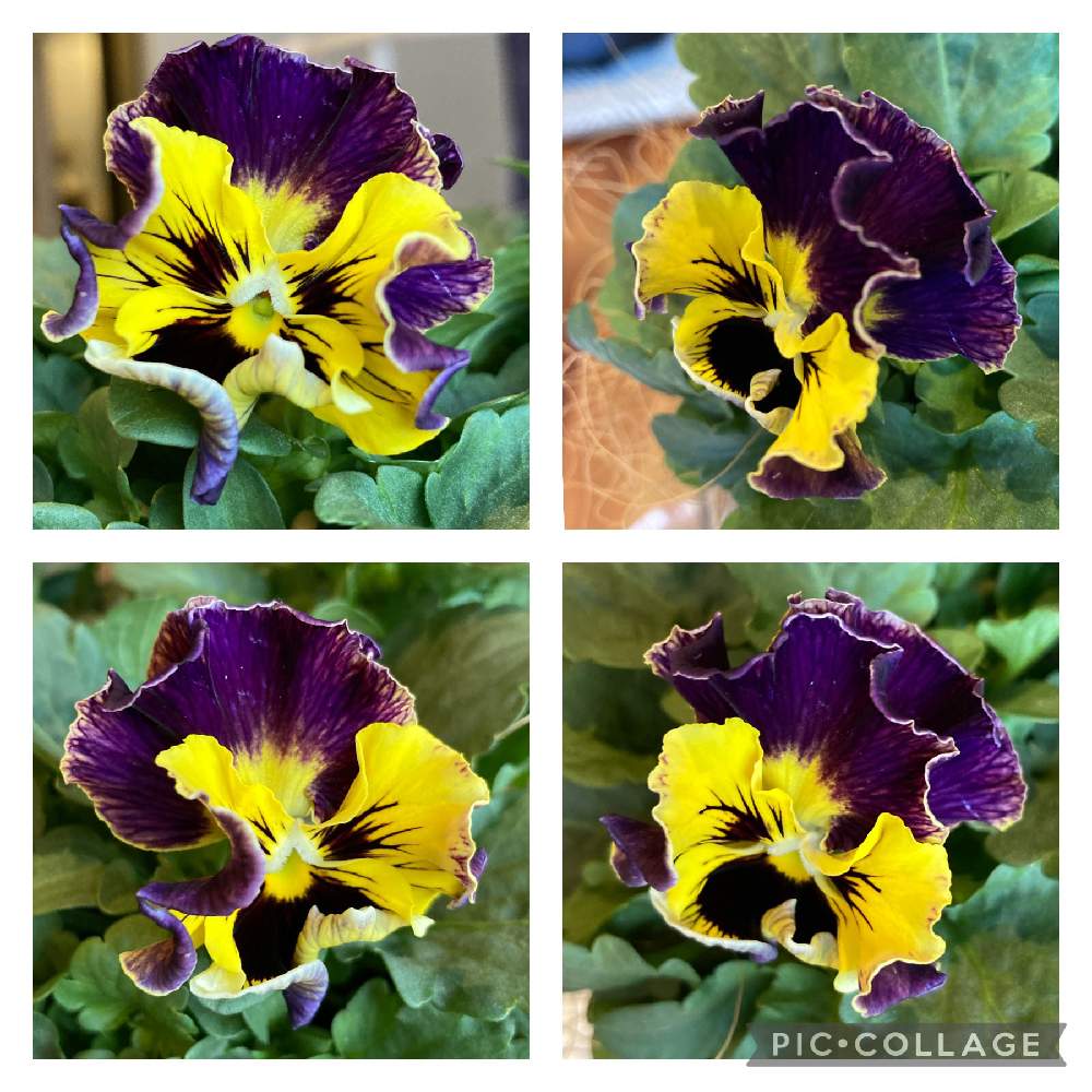 ビオラ パンジーの投稿画像 By 隅田川ナナさん 種まきと種からとお花大好きとおうち園芸と成長記録と種 から育てる とガーデニングとドラキュラとパンジードラキュラとビオラ パンジーと種まきと種からとお花大好きとおうち園芸と成長記録と種から育てる と ビオラ パンジーの投稿画像 By 隅田川ナナさん 種まきと種からとお花大好きとおうち園芸と成長記録と種 から育てる とガーデニングとドラキュラとパンジードラキュラとビオラ パンジーと種まきと種からとお花大好きとおうち園芸と成長記録と種から育てる と