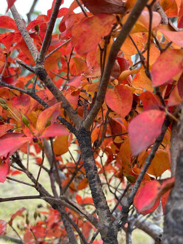 ドウダンツツジ(灯台躑躅・満天星)が真っ赤に紅葉❣️｜🍀GreenSnap