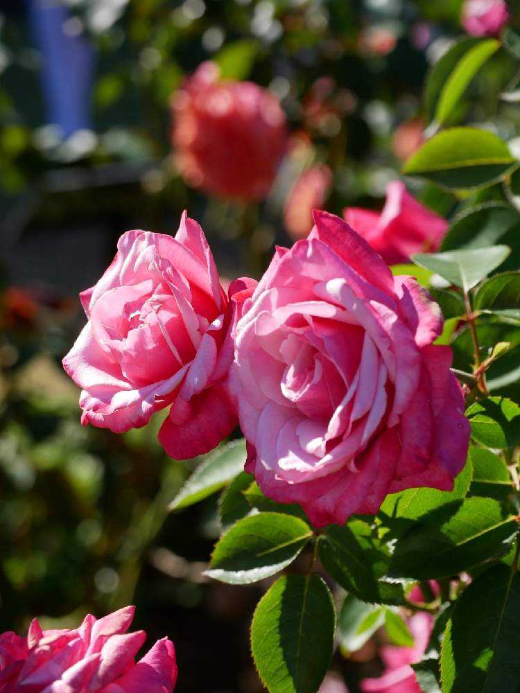 赤系 ボリューム 花かんむり♡赤、濃いピンク（クリスマスにおすすめの  