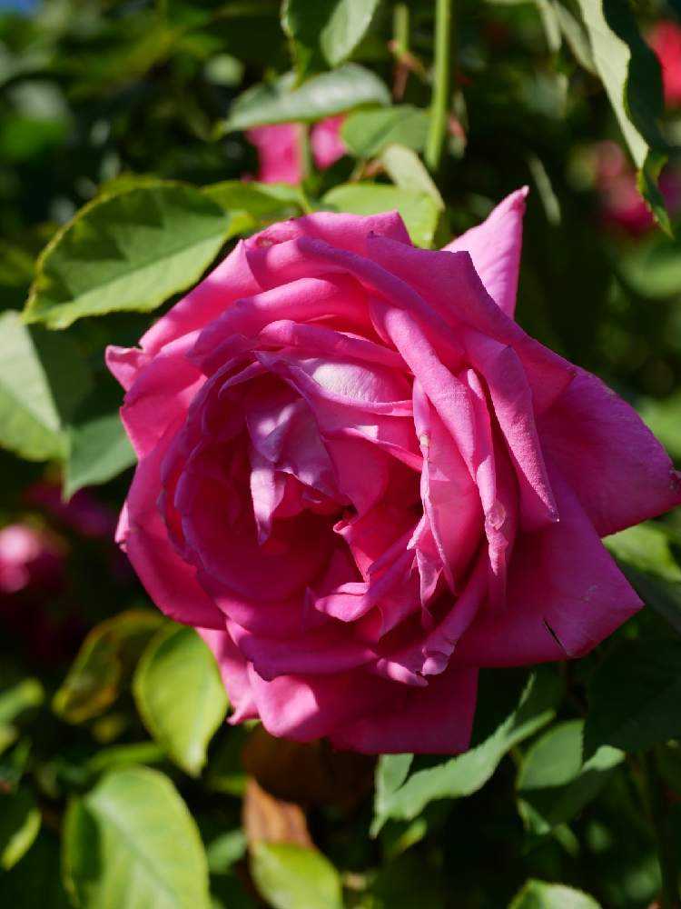 21 10 23国内最大級 京成バラ園 の オータムローズガーデンパーティー Greensnap グリーンスナップ 21 10 23国内最大級 京成バラ園 の オータムローズガーデンパーティー Greensnap グリーンスナップ