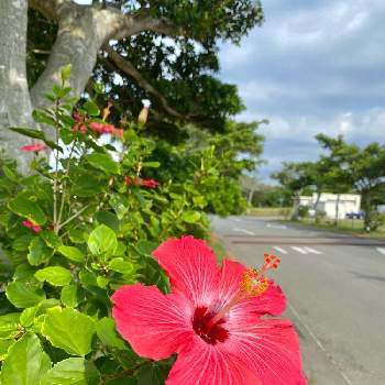 南国の花の投稿画像一覧 Greensnap グリーンスナップ