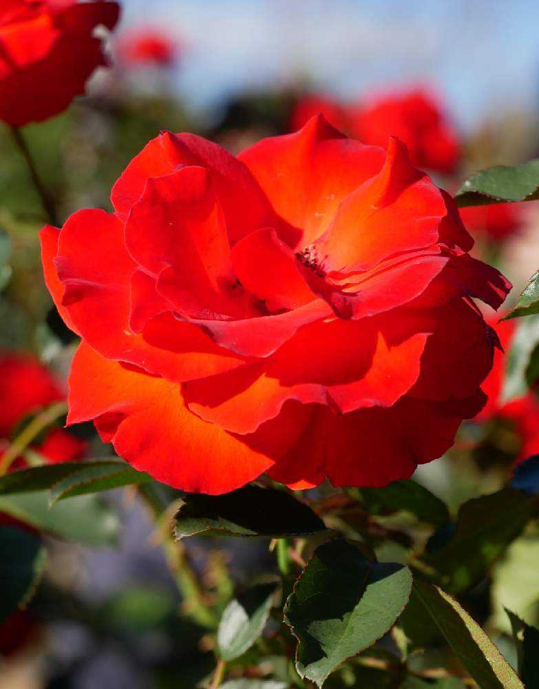 21 10 23国内最大級 京成バラ園 の オータムローズガーデンパーティー Greensnap グリーンスナップ 21 10 23国内最大級 京成バラ園 の オータムローズガーデンパーティー Greensnap グリーンスナップ