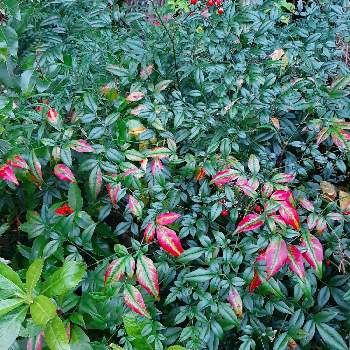 あきですねの画像 by 川田すみれさん | 広い庭と紅葉（こうよう）とあきですね