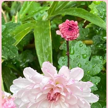 蕾♡の画像 by YS815さん | お出かけ先とピンク色の花♡とご近所さんと災害時備蓄と蕾♡と手洗・うがい・マスクと散歩中