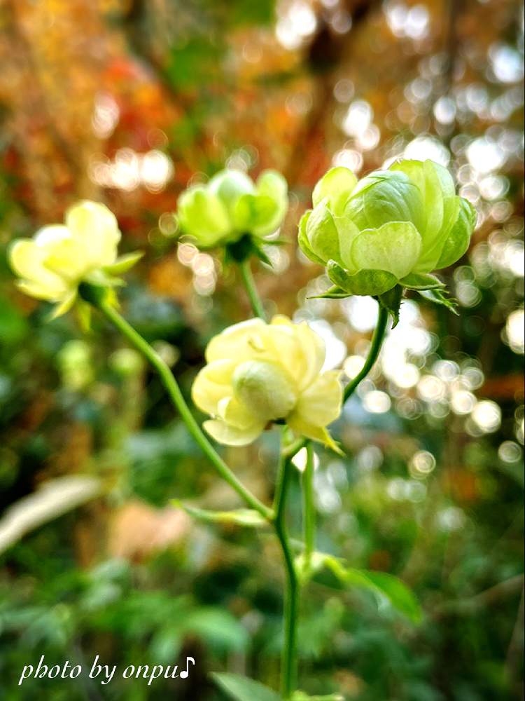 スプレーバラエクレールの投稿画像 By おんぷ さん キュンキュン乙女倶楽部とばら バラ 薔薇と水曜ローズショーとお花に癒されてとバラと夢clubとチーム Yokohama と 花言葉とiphone撮影 21月12月8日 Greensnap グリーンスナップ