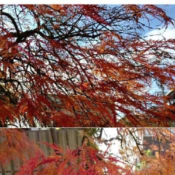 紅葉を楽しむの画像 by クリスさん | 玄関としだれ紅葉ともみじ紅葉と綺麗と紅葉を楽しむ