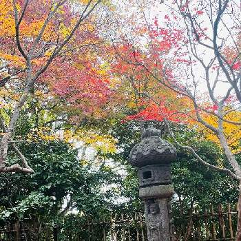 秋の日差しの画像 by コハクさん | お出かけ先と庭園ともみじ紅葉と秋の日差しと石灯籠