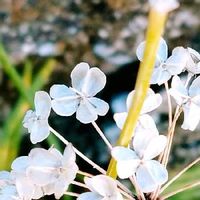 ハナニラの育て方 植え付け時期や植え替えの必要は 臭いはあるの Greensnap グリーンスナップ ハナニラの育て方 植え付け時期や植え替えの必要は 臭いはあるの Greensnap グリーンスナップ