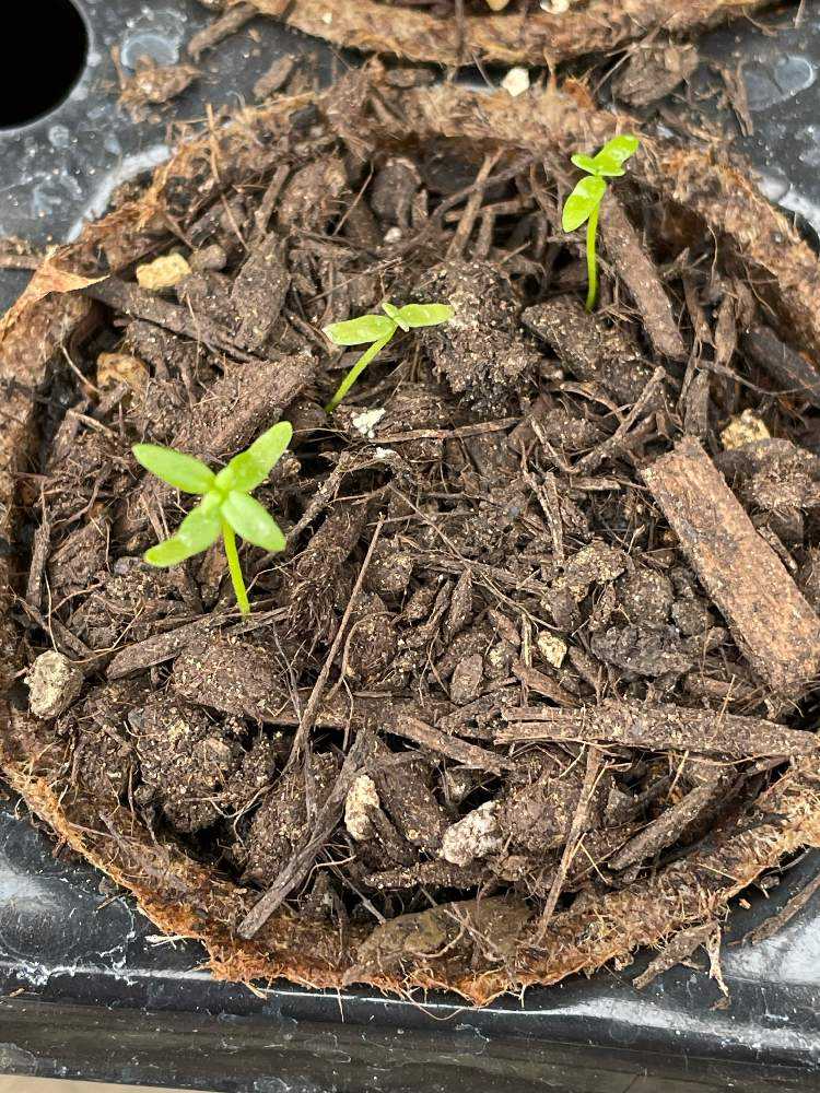 リナリアを種から育てる｜🍀GreenSnap（グリーンスナップ）