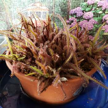 モウセンゴケ類の投稿画像一覧 Greensnap グリーンスナップ