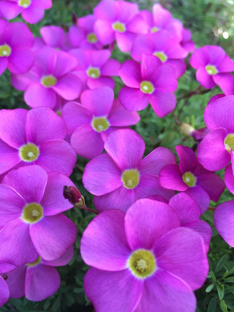 の画像 by teru teruさん | オキザリスとお気に入りと素敵な色合いとピンクのお花とガーデニングと花のある暮らしとやっぱり花が好き♡と地植えと増えたね