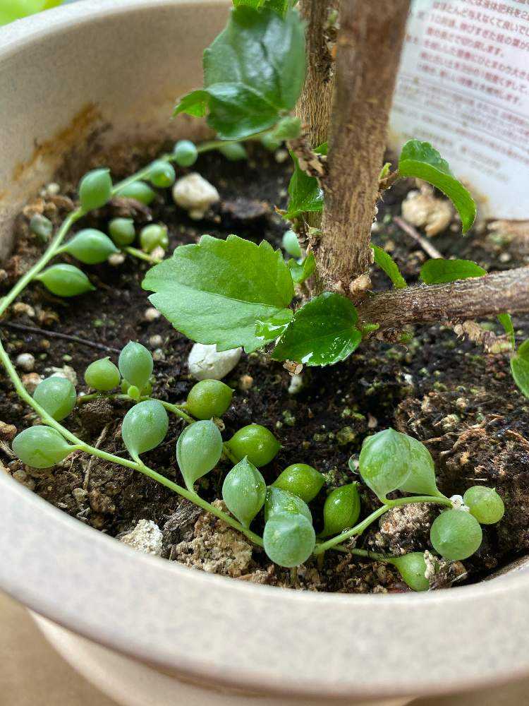 グリーンネックレスの成長記録 2024.2.8更新｜🍀GreenSnap（グリーン