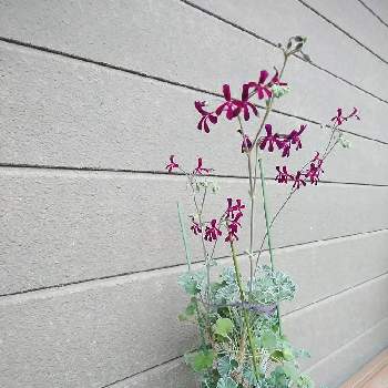 イングリッシュゼラニウムの投稿画像一覧 Greensnap グリーンスナップ