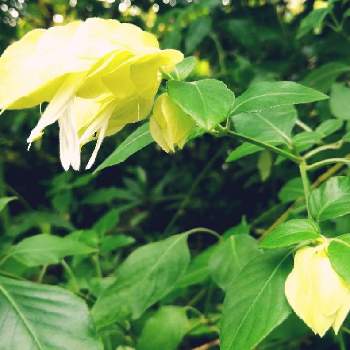 ベロペロネ 小海老草 鸚鵡草 美しさの極地の投稿画像一覧 Greensnap グリーンスナップ