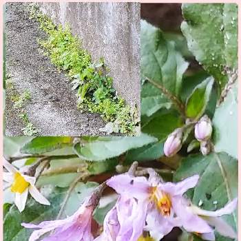 職場の近くの画像 by コニぽんさん | ワルナスビとスマホ撮影と１日１華と職場の近くと雑草と小さな花