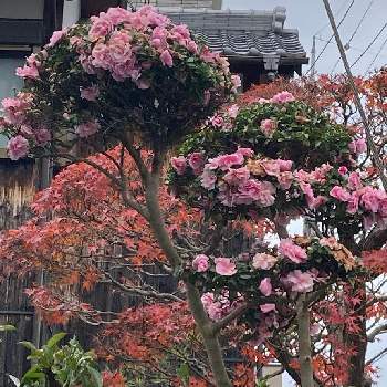 八重咲き サザンカの画像 by manabeさん | お出かけ先とモミジ(紅葉)と八重咲き サザンカとお友達の庭の花