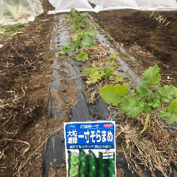 そら豆の投稿画像一覧 Greensnap グリーンスナップ